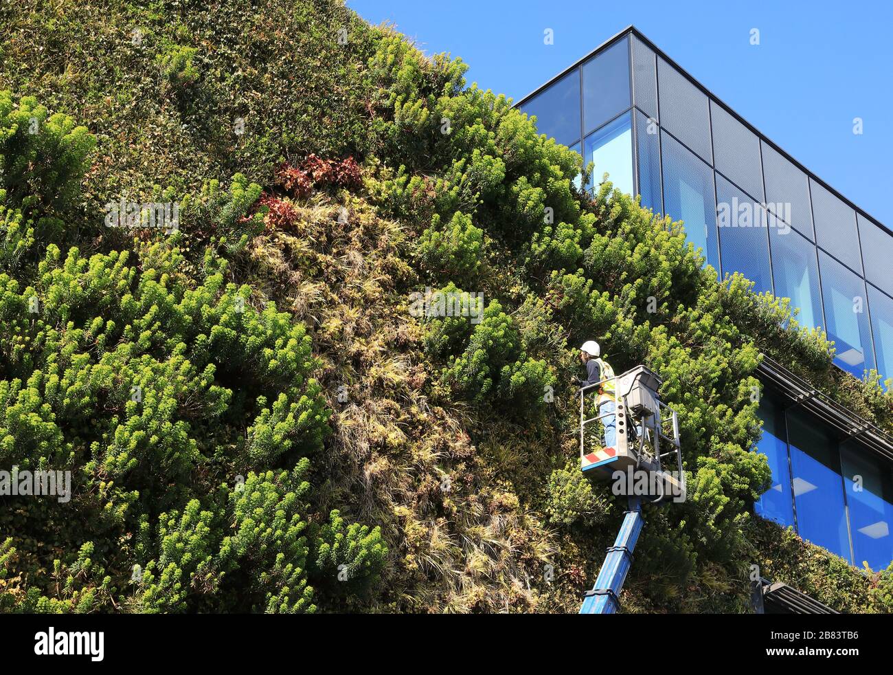 Planting living wall on Hawley Crescent in Camden Town, north London
