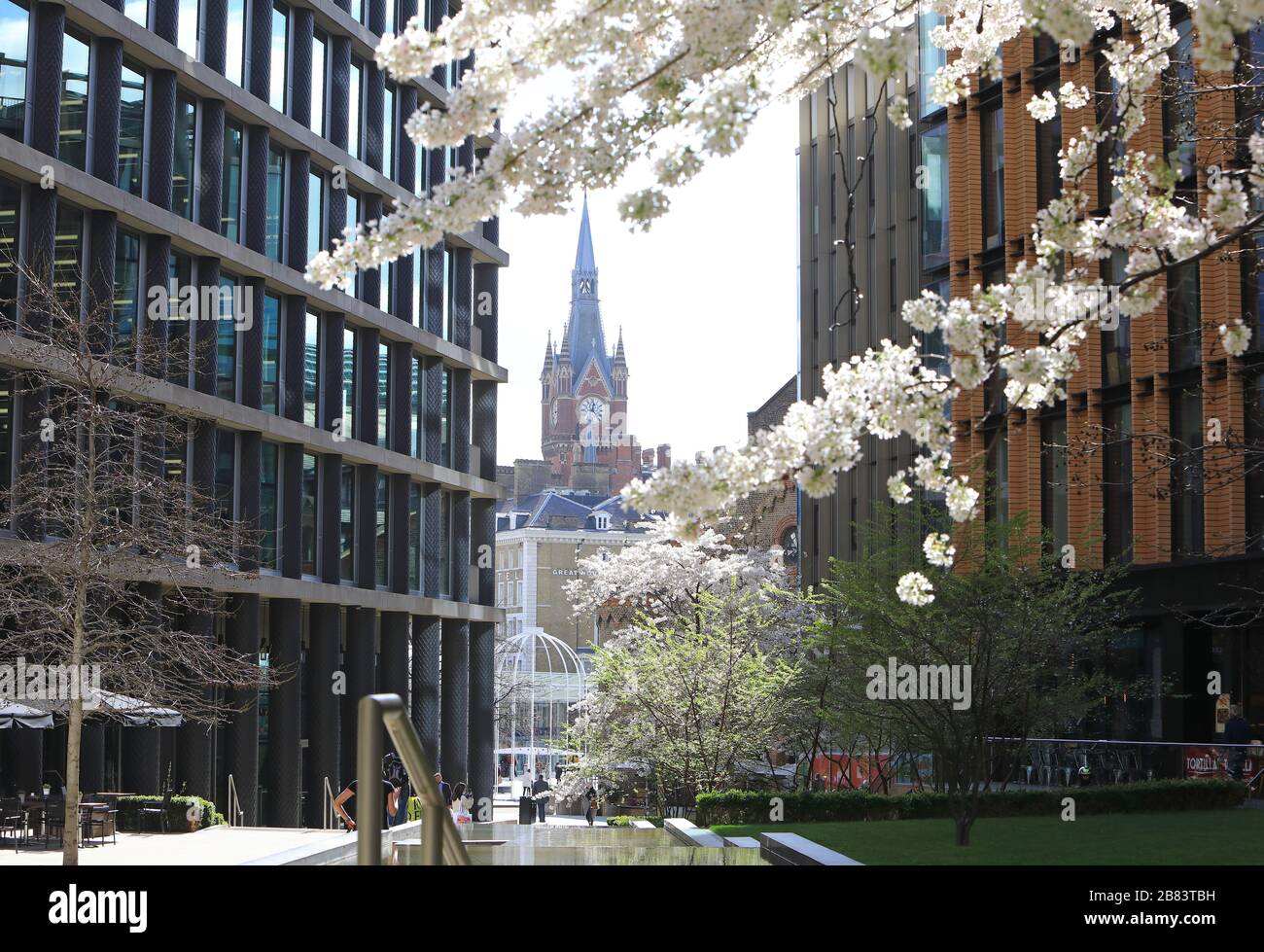 St Pancras clock tower, looking through spring blossom from Pancras Square, in north London, UK Stock Photo