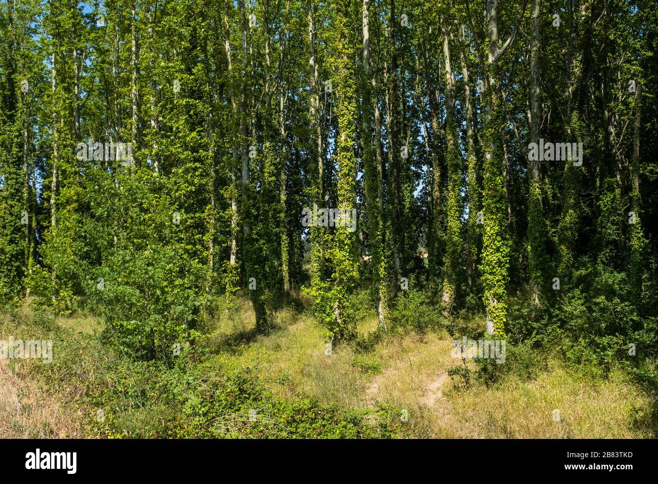 The warm summer light enhances the bright green foliage of the leaves in this tranquil natural landscape. Stock Photo