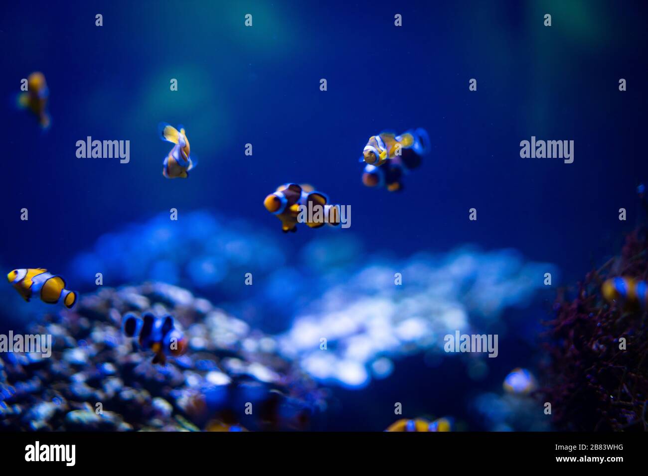 Amazing coral reef aquarium moment Stock Photo Alamy
