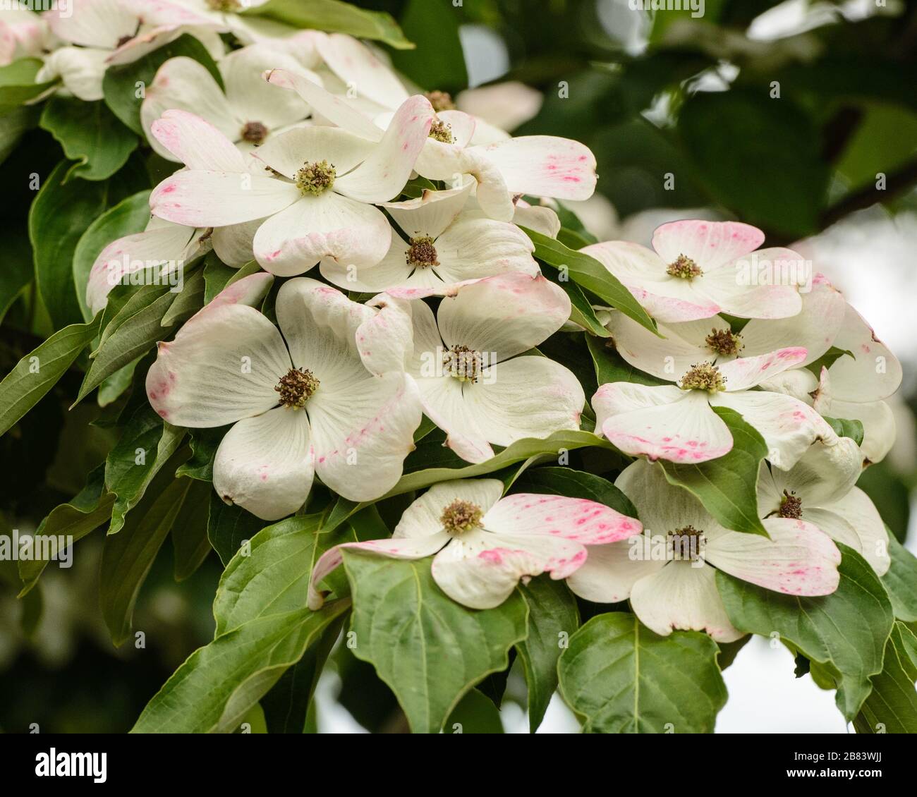 Closeup of beautiful dogwood tree flowers in white and pink blooming in