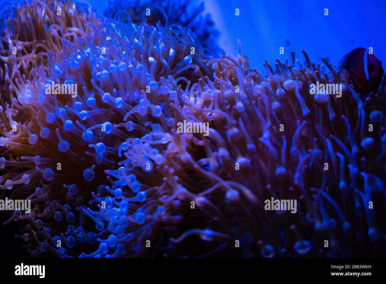 Amazing coral reef aquarium moment Stock Photo Alamy