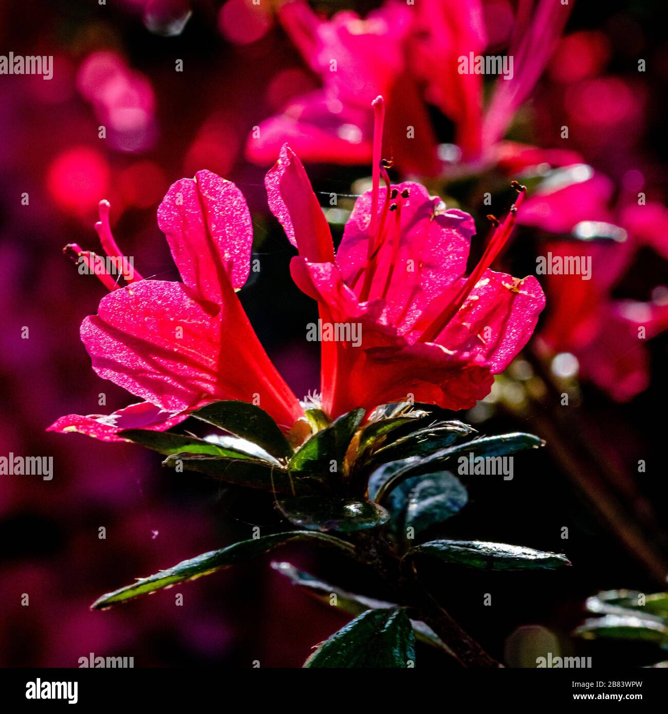 Fuchsia Cornwall Spring Bloom Stock Photo