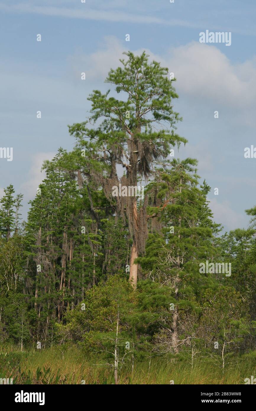 Bald Cypress Trees, (Taxodium distichum), with Spanish Moss, Okefenokee Swamp, Georgia and Florida, USA, by Dembinsky Photo Associates Stock Photo