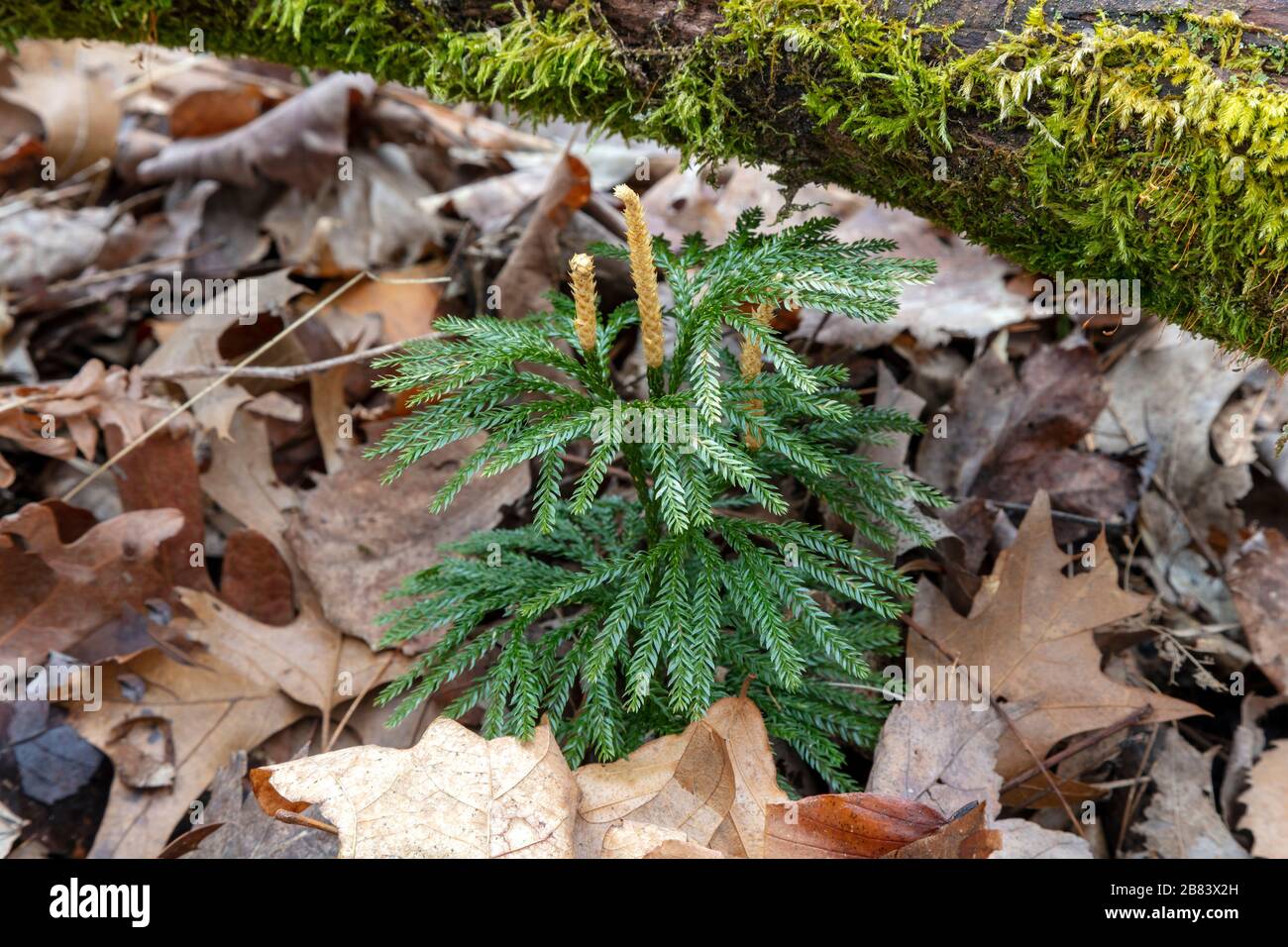 Southern Clubmoss, Fan Clubmoss (Lycopodium digitatum), evergreen, E North America, by James D Coppinger/Dembinsky Photo Assoc Stock Photo