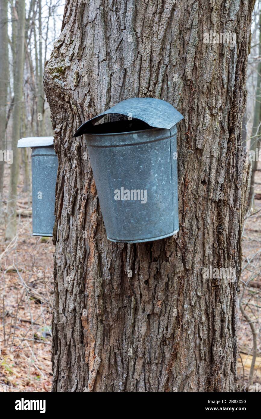 Maple Sugar sap gathering from Sugar Maple Trees, SW Michigan, USA, by