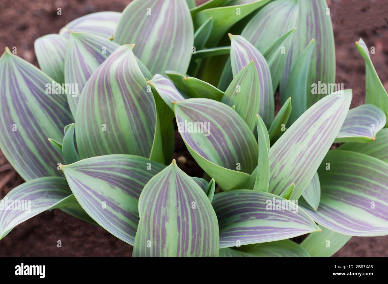 Leaf detail showing maroon - purple stripes on Tulipa Hearts Delight. Stock Photo