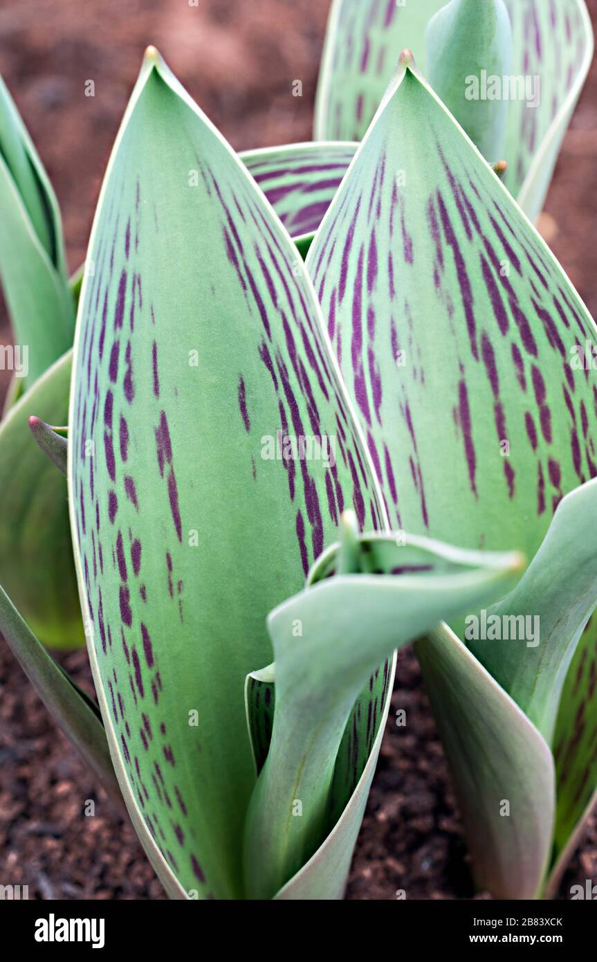 Leaf detail showing mottled maroon - purple markings on Tulipa Blushing Lady. Stock Photo