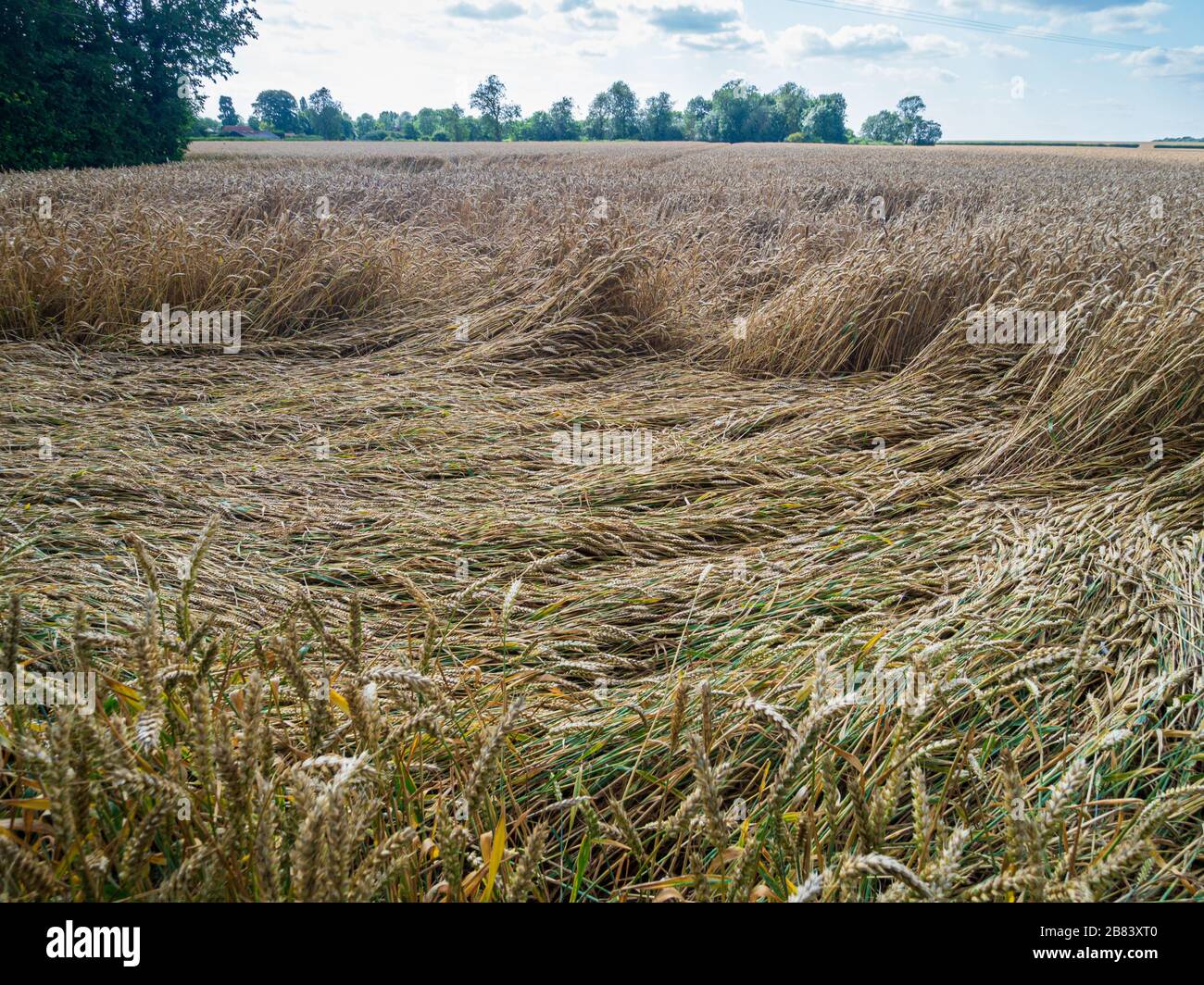 Crops flatten by heavy rain Stock Photo