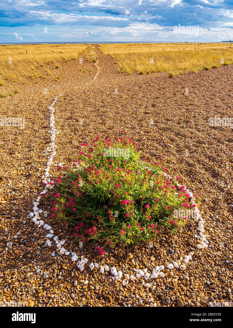 Shingle Street Suffolk with line of shells around a plant with red flowers Stock Photo