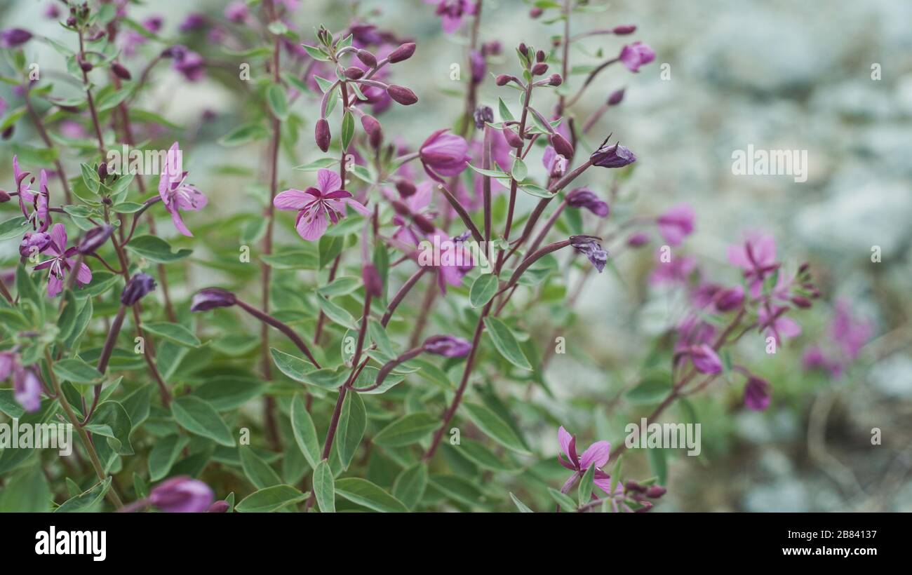 Close up of blooming fumarias on a mountain side Stock Photo