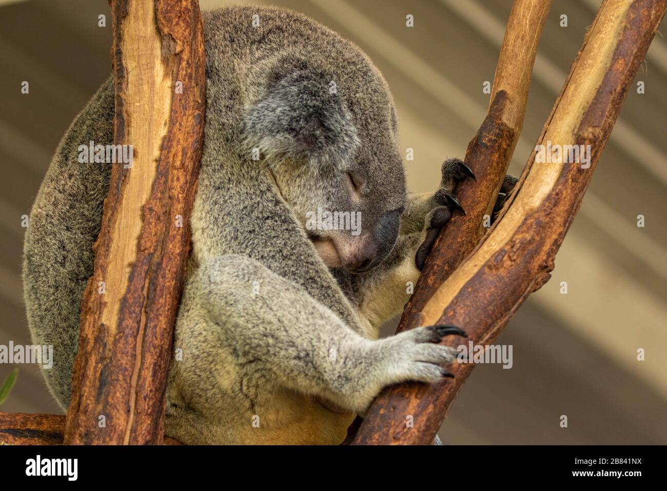 Sottobicchiere In Sughero Con Koala: Simpatico Marsupiale Australiano, 9,5 Cm - 4