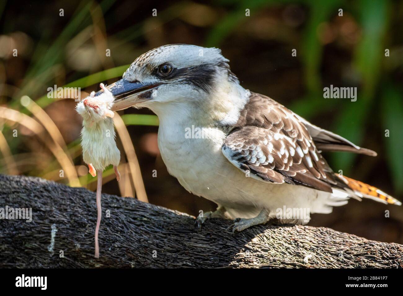 Bird eating mouse hires stock photography and images Alamy