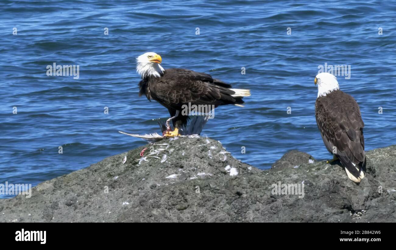pair of bald eagles, with one feeding on a dead bird, at neah bay on the olympic penisula of the us pacific northwest Stock Photo