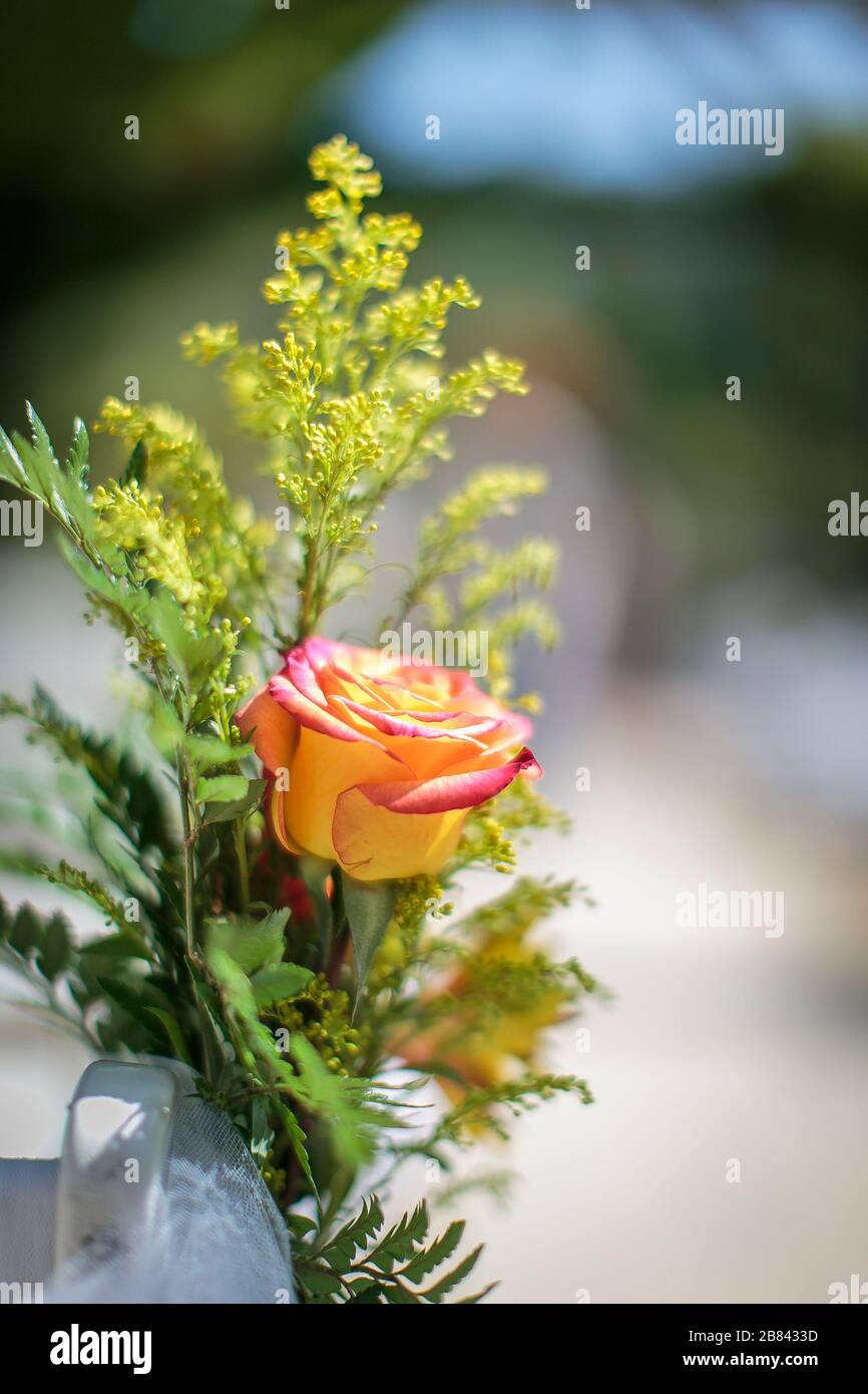 Yellow and pink rose with soft green filler in the background for a ...