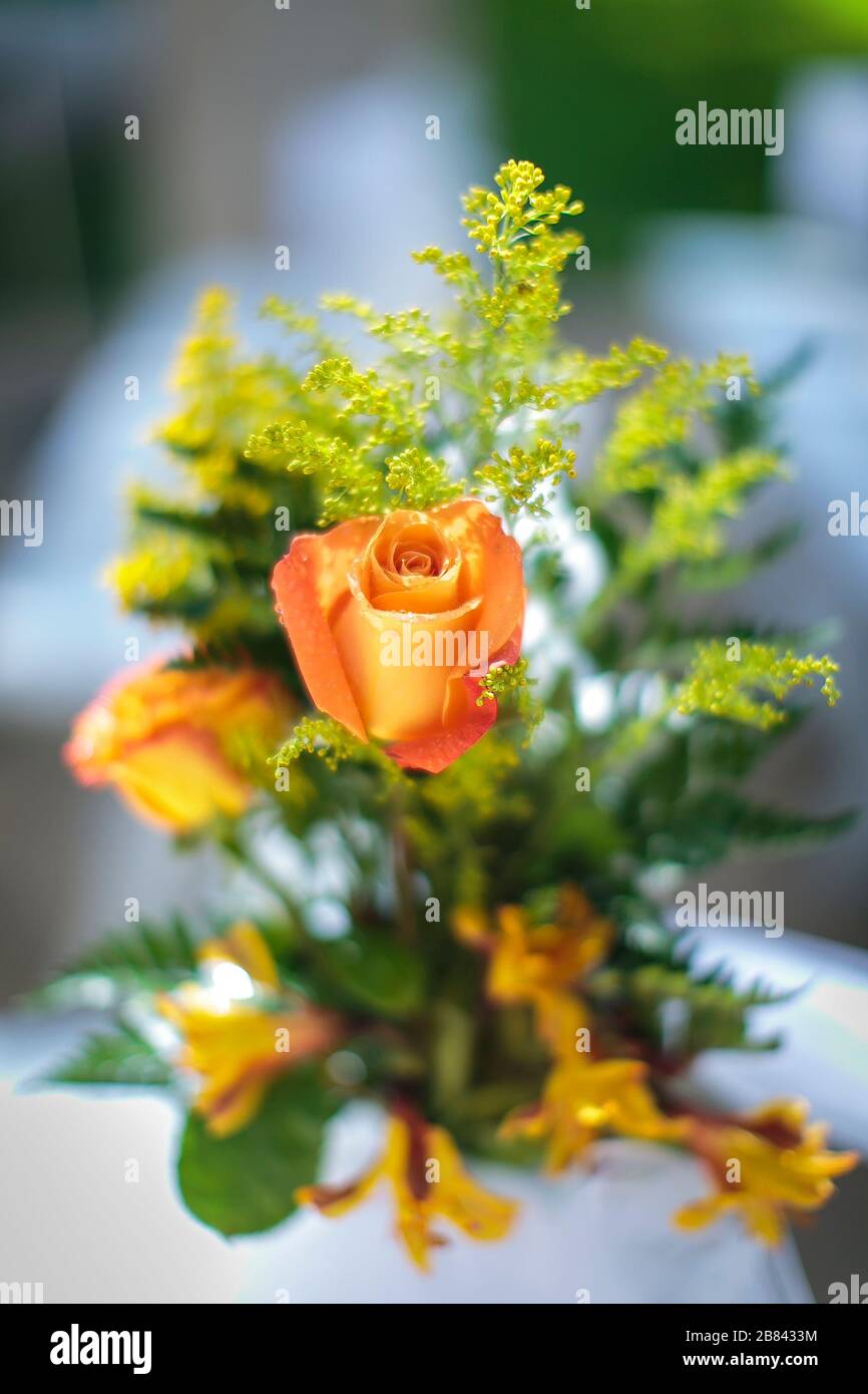 Yellow and pink rose with soft green filler in the background for a ...
