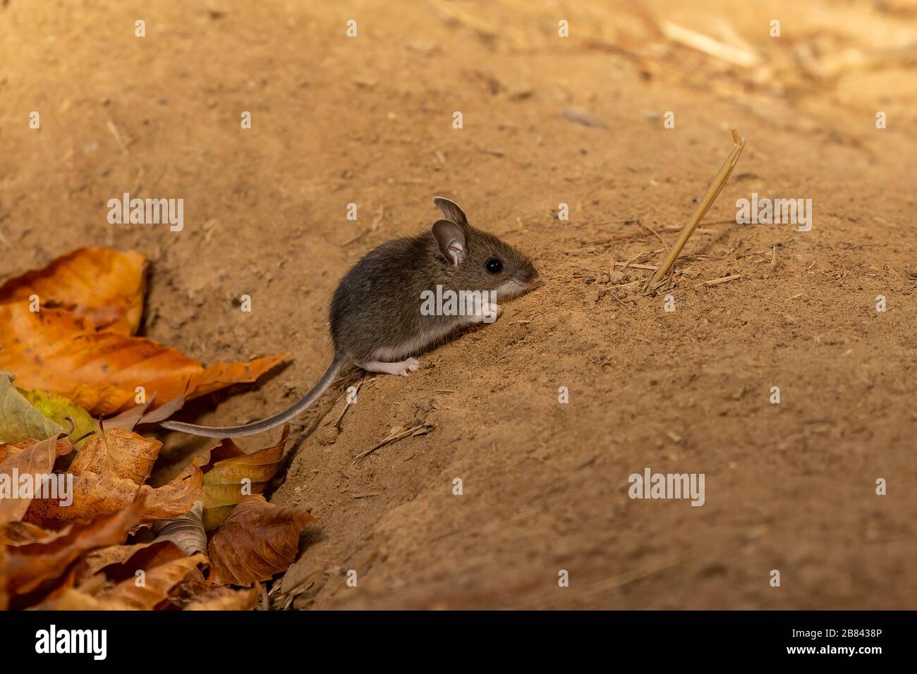 Mouse. The deer mouse is a rodent native to North America Stock Photo ...