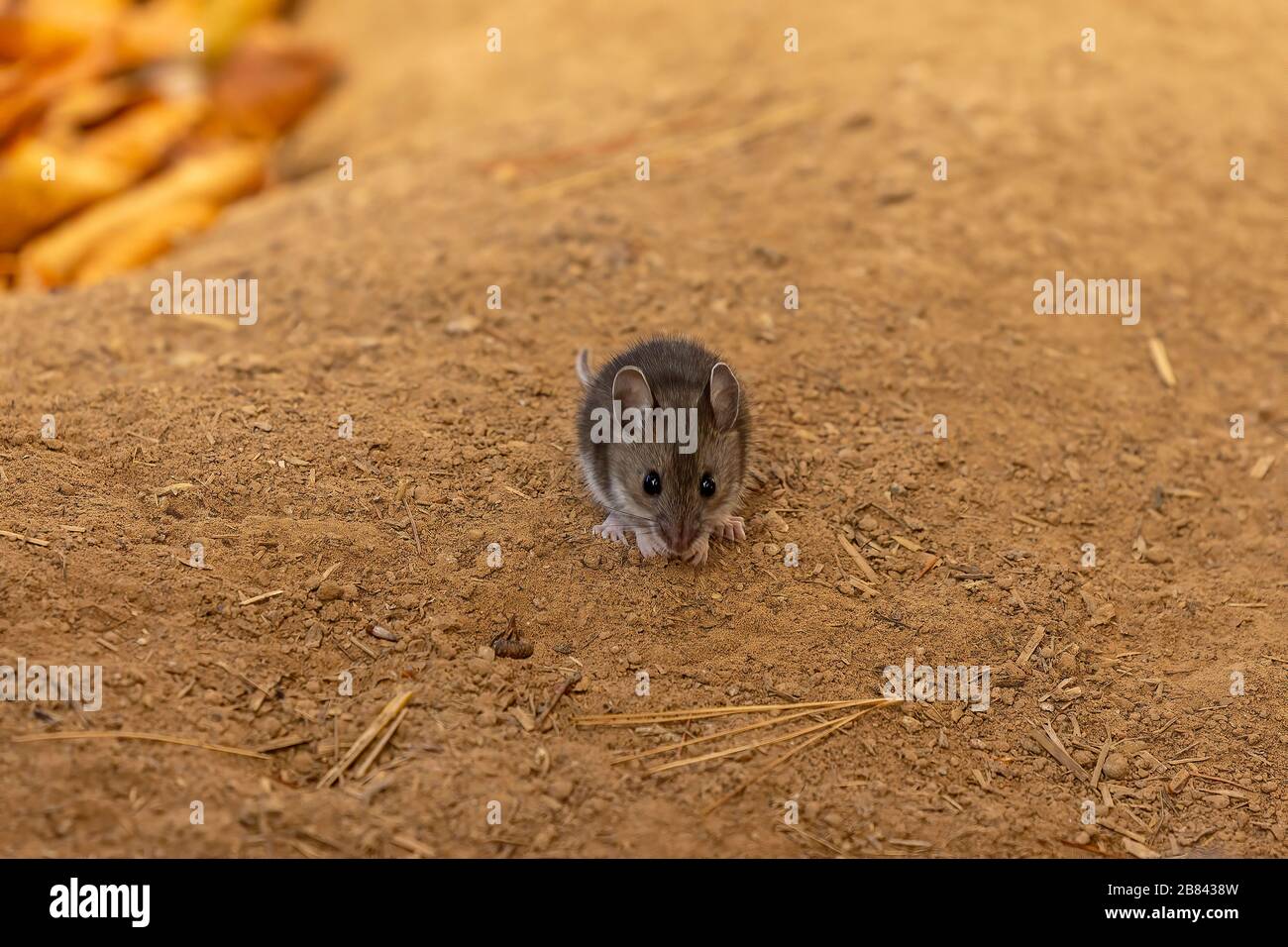 North american deer mice hi-res stock photography and images - Alamy