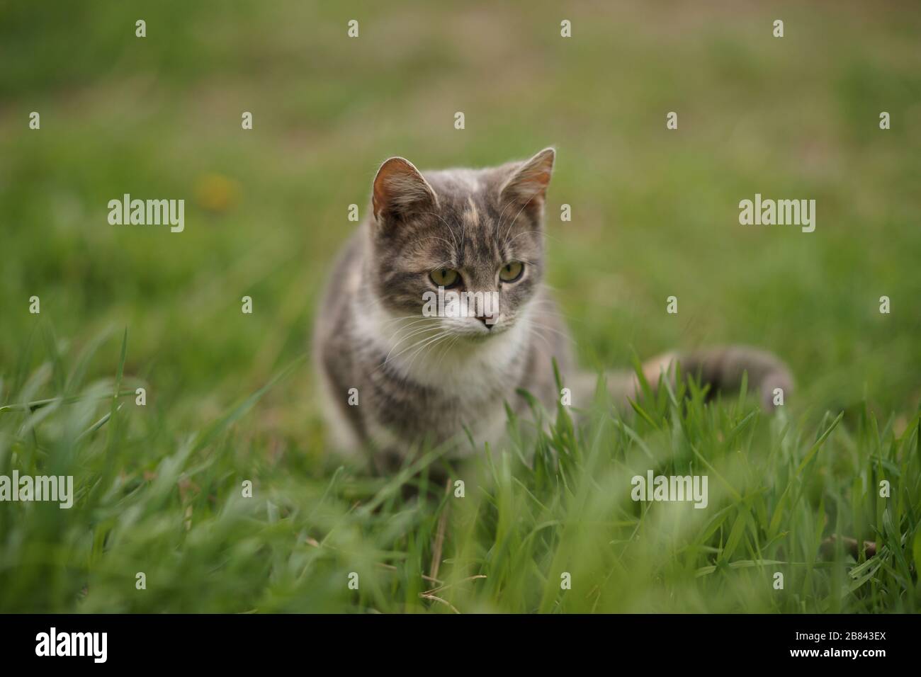 Cute young ash cat hi-res stock photography and images - Alamy