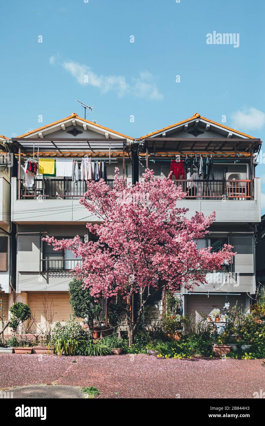 Cherry blossom tree and the background with Japanese houses Stock Photo ...