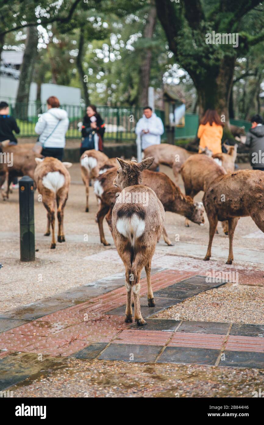 Deer at the park in Japan Stock Photo Alamy