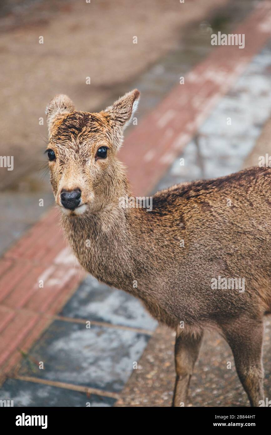 Deer at the park in Japan Stock Photo Alamy