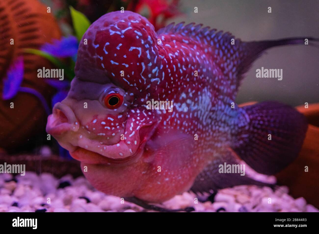 The Flowerhorn Fish Aquarium Fish Flower horn Fish Flowerhorn Cichlid Fish isolated on white background This has clipping path. Stock Photo