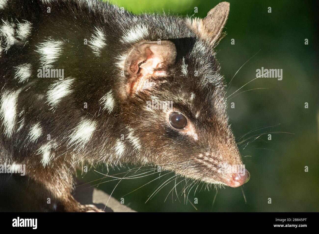 Spotted Tiger Quoll in Tasmania Australia Stock Photo Alamy