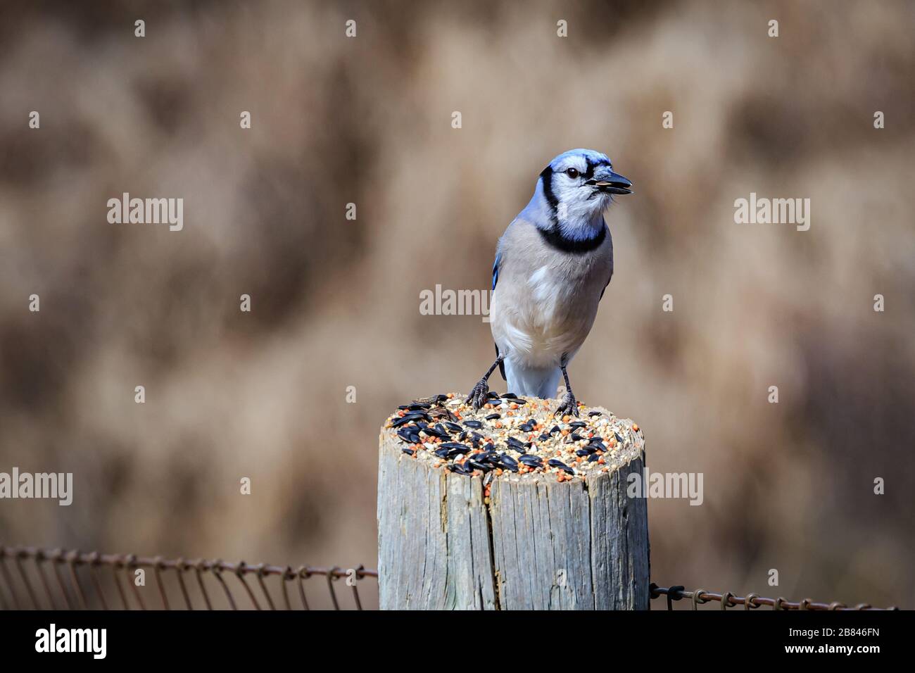 Blue Jay (Cyanocitta cristata) sitting on a post Stock Photo