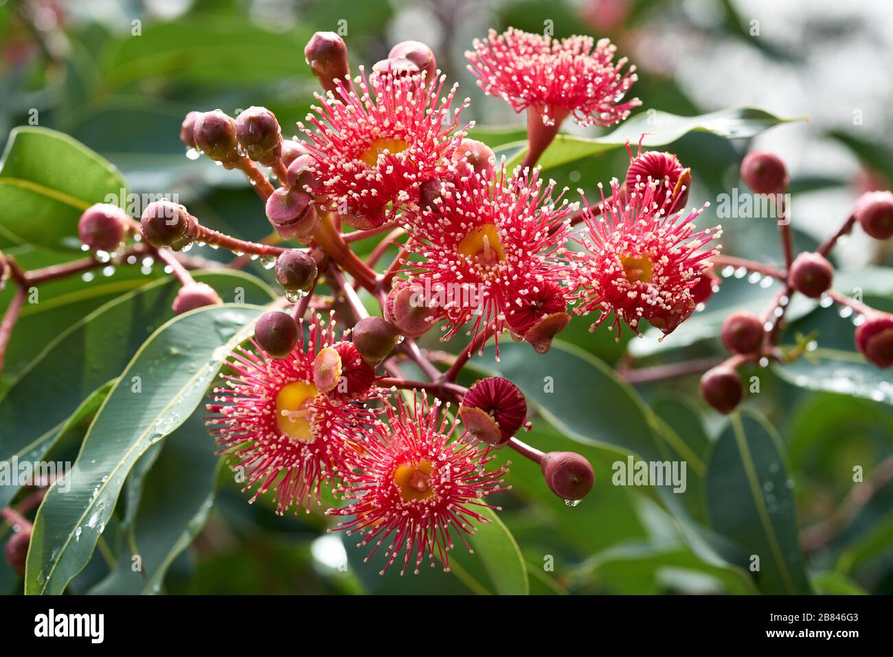 Summer Red Flowering Gum Stock Photo