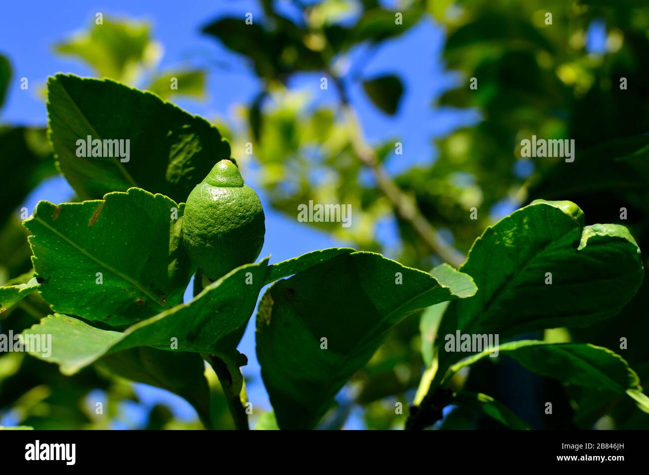 Organic lemons still on the tree. Stock Photo