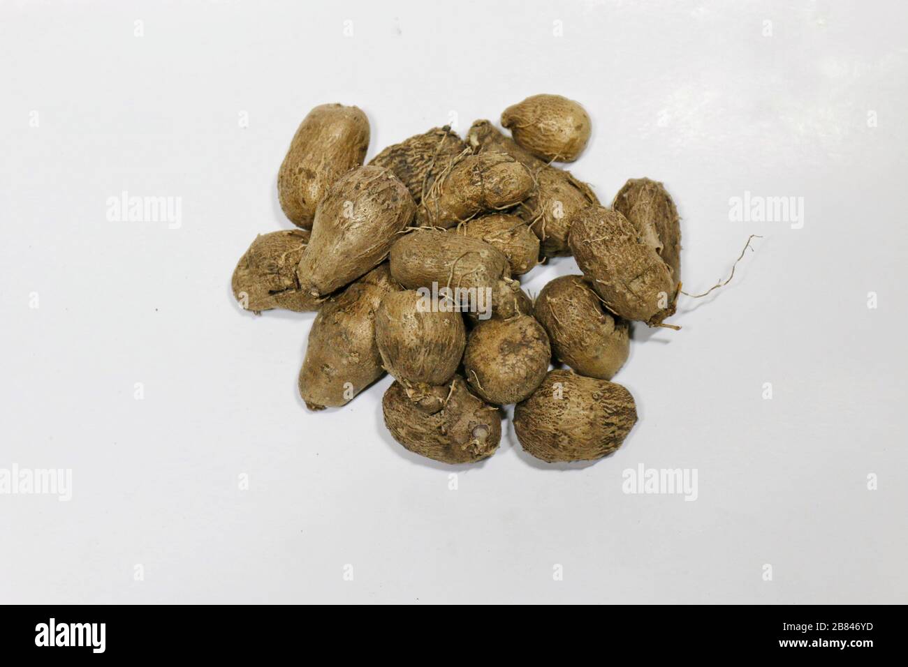 Dioscorea, Mun-Neb (Thai word), Fresh Dioscorea tuck, Dioscorea slats root isolated on white background, Rubeola fotografie Stock Photo