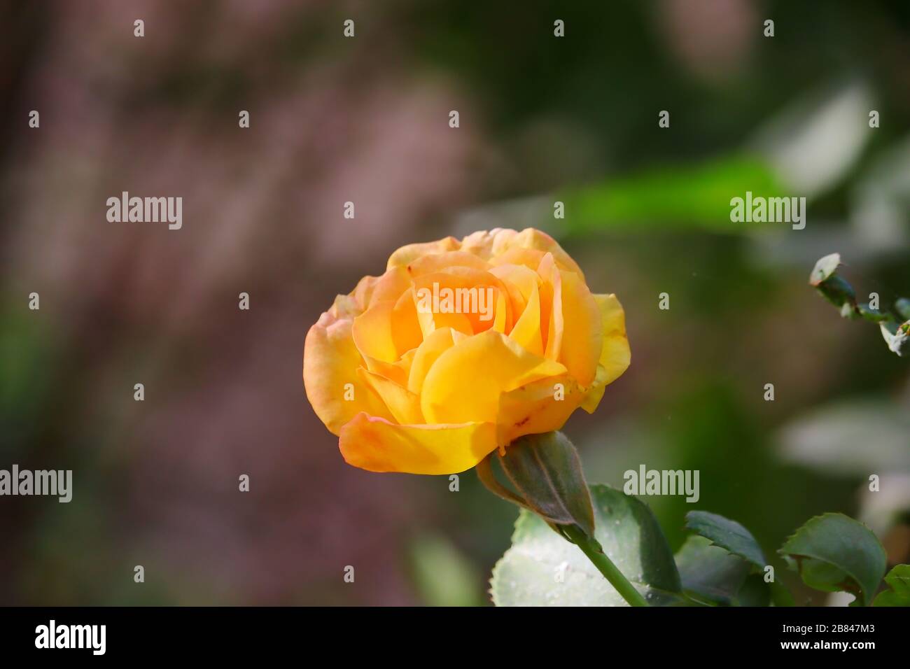 Rose flower in nature hi-res stock photography and images - Alamy