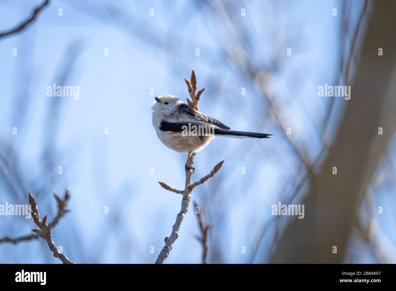 Long-tailed Tit or Long-tailed Bushtit (Aegithalos Caudatus Stock Photo ...