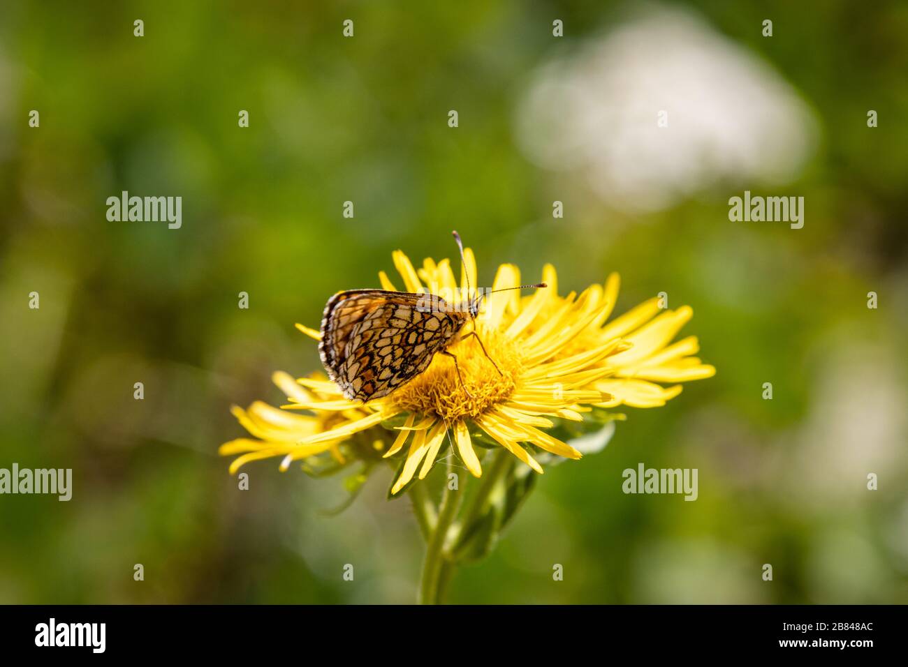 Small brown butterfly on a yellow flower Stock Photo