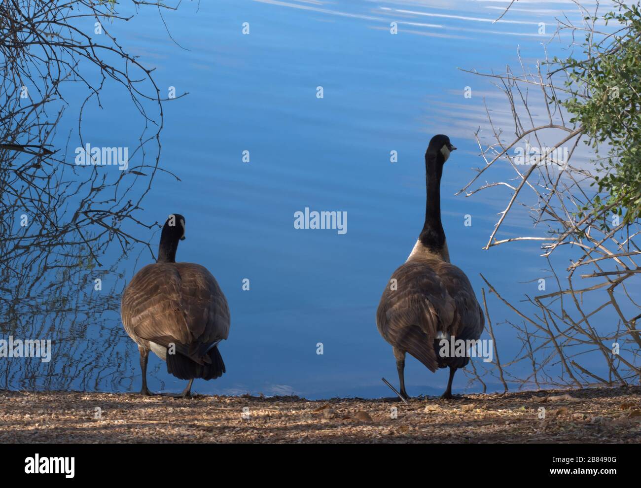 Two Canadian Geese are deciding to get in the water Stock Photo
