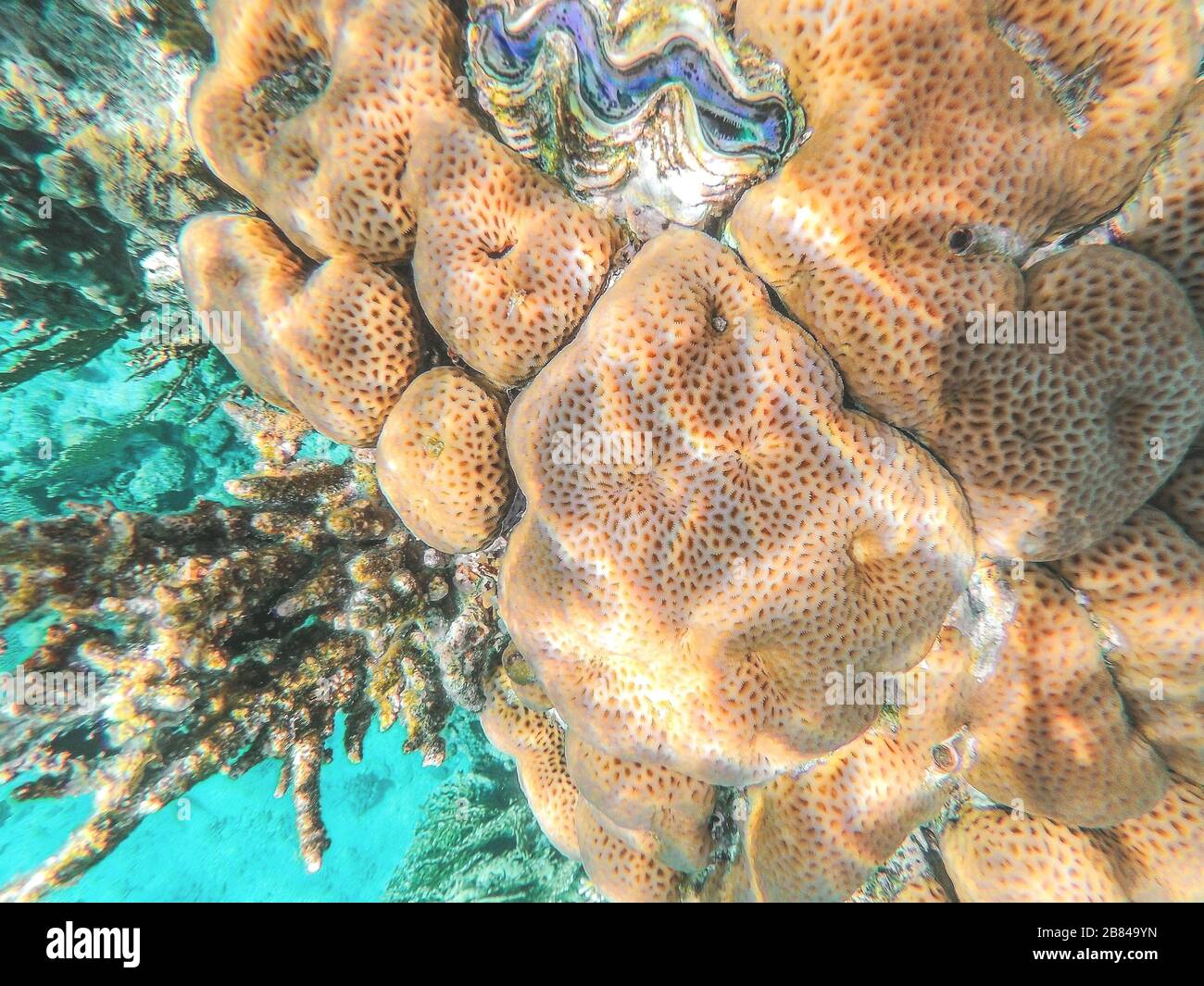 On a coral reef in the Red Sea, Egypt. Coral-brain, with its convolutions reminiscent of the convolutions of the brain. Underwater shooting. Stock Photo