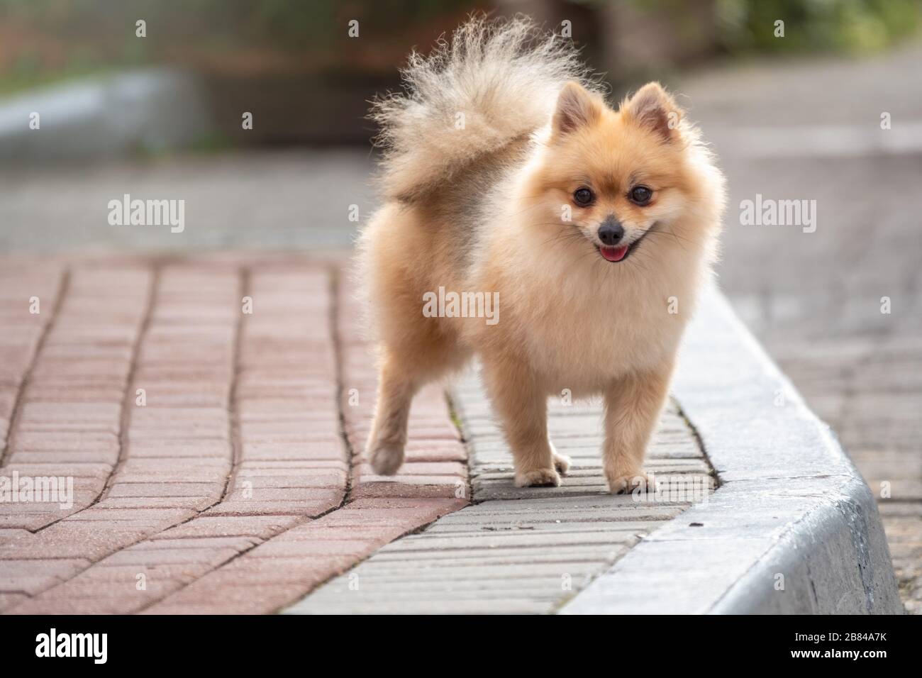 Little german spitz dog with beautiful blur. Spitz, Pomeranian dog in city  park Stock Photo - Alamy