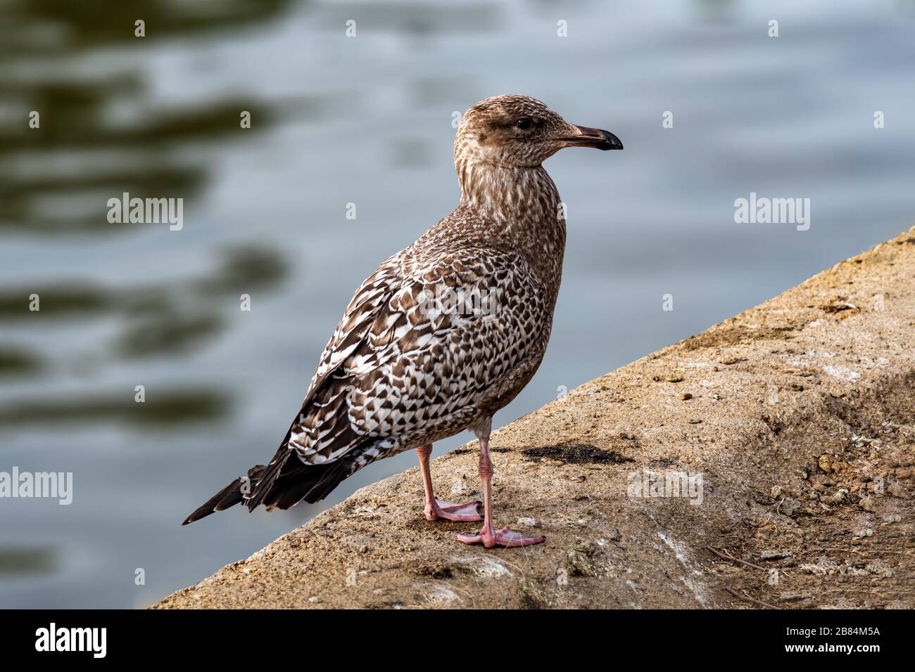 Herring migration hires stock photography and images Alamy