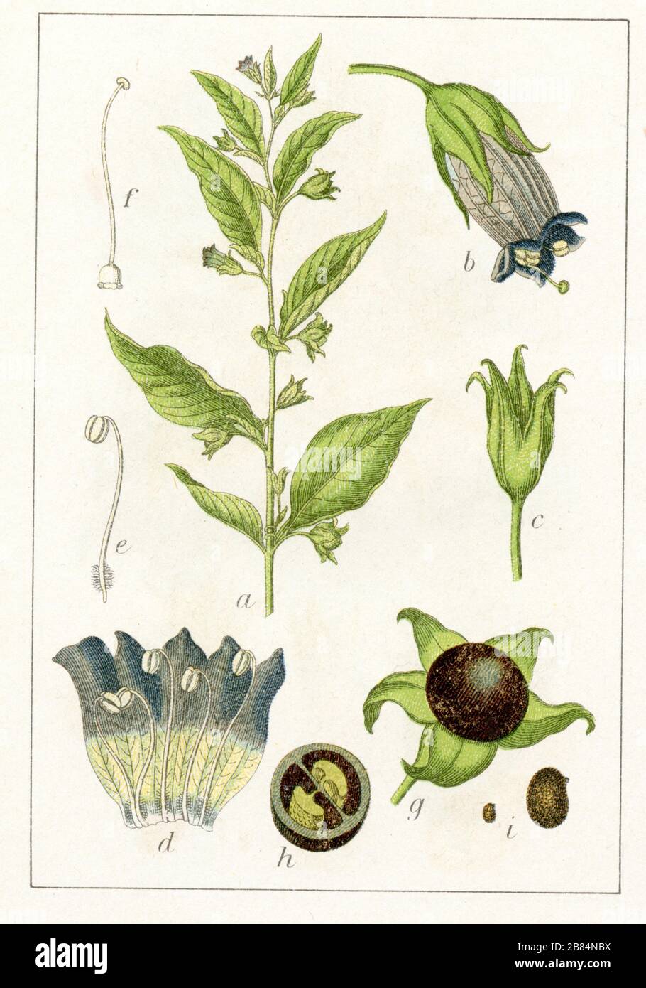 belladonna Atropa belladonna,  (botany book, 1903) Stock Photo