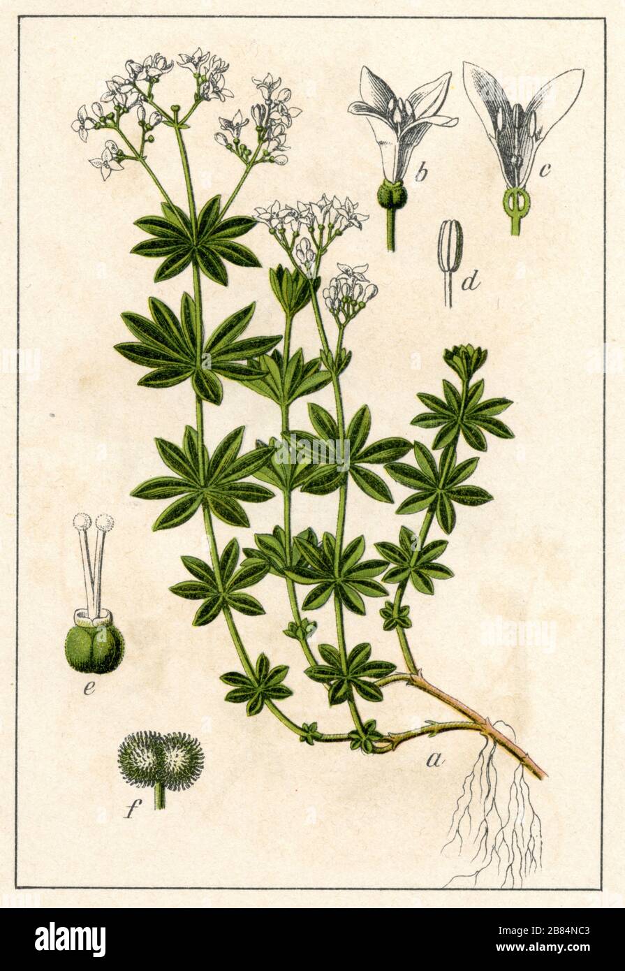 sweetscented bedstraw Galium odoratum,  (botany book, 1904) Stock Photo
