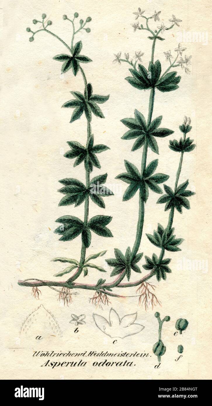 sweetscented bedstraw Galium odoratum,  (botany book, 1850) Stock Photo