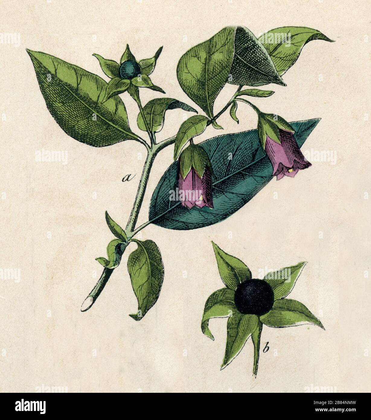 belladonna Atropa belladonna,  (botany book, 1879) Stock Photo
