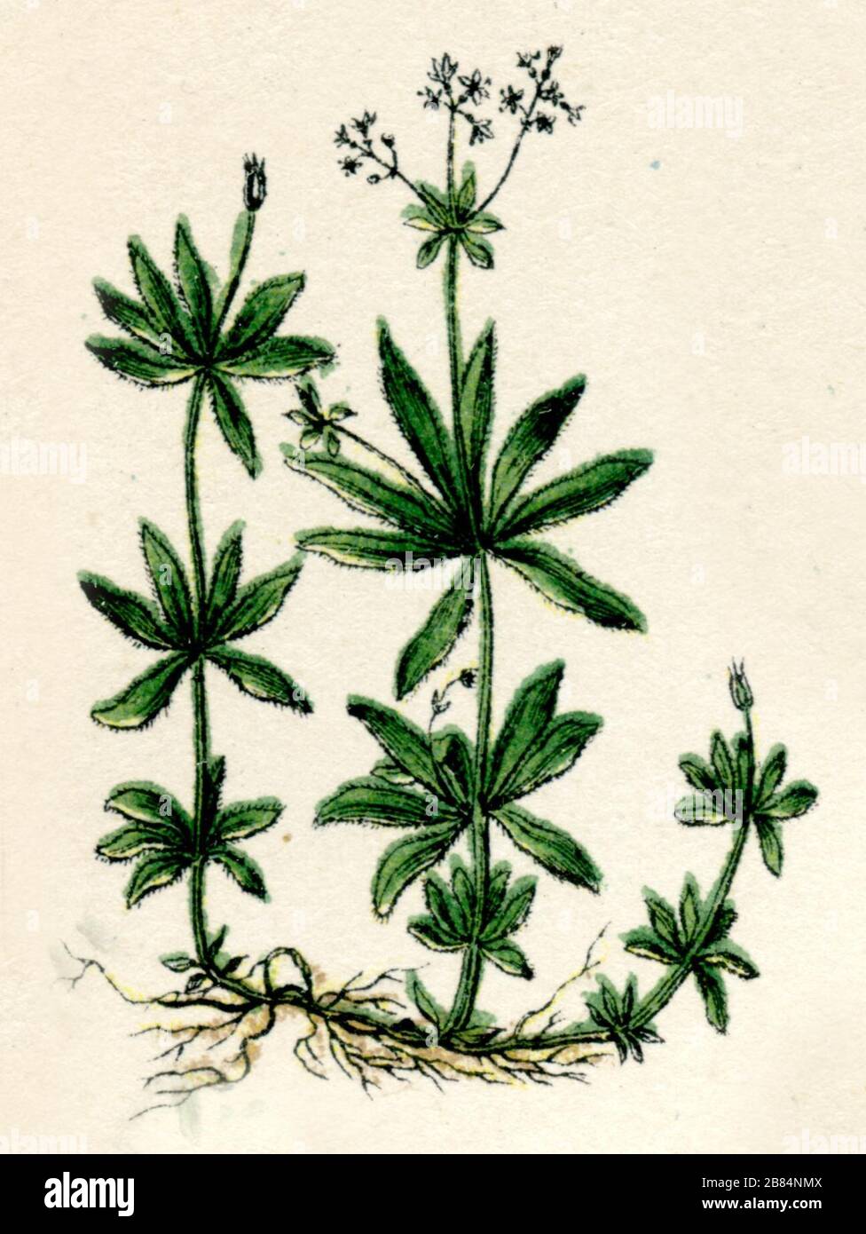sweetscented bedstraw Galium odoratum,  (botany book, 1886) Stock Photo