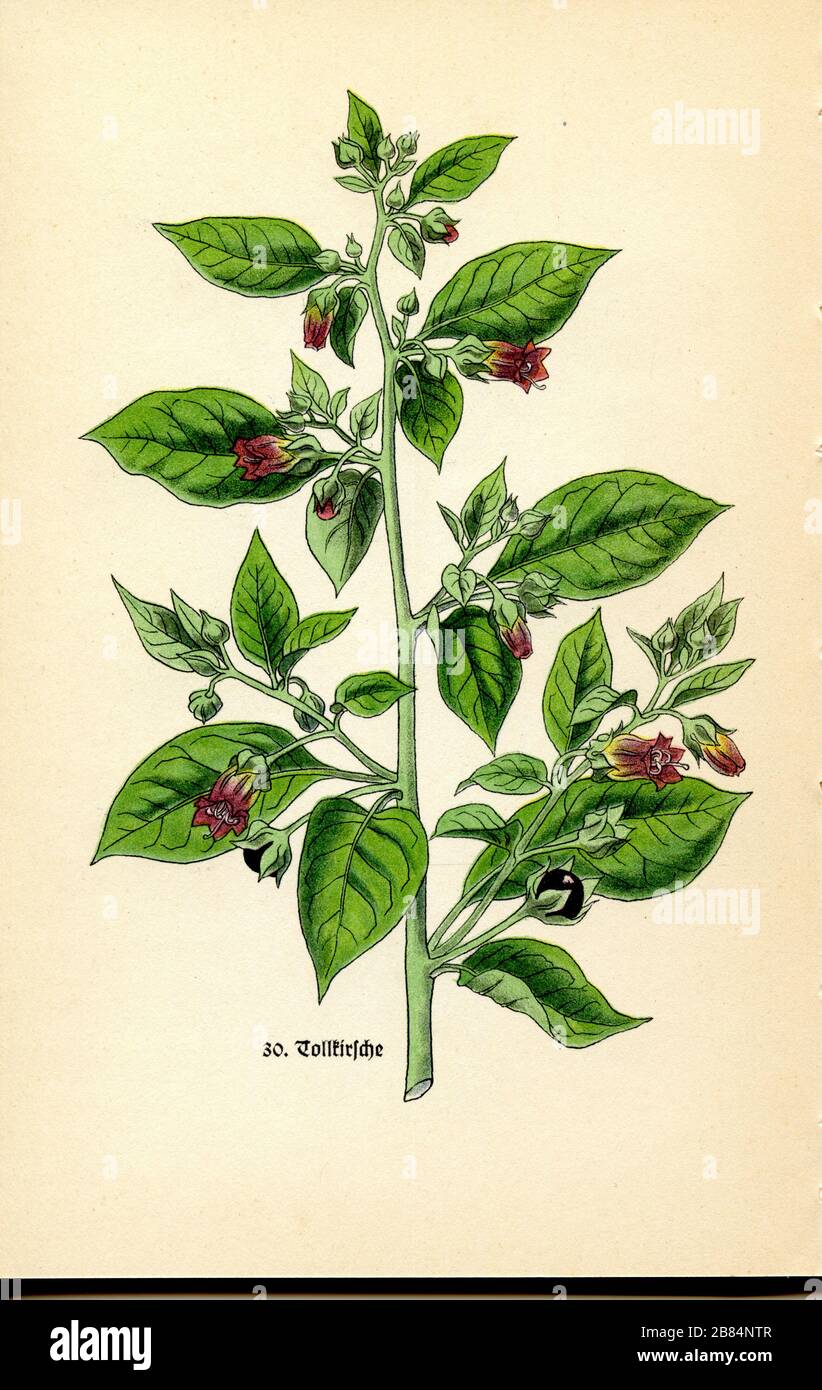 belladonna Atropa belladonna, Harwerth, Willi (1894-1982) (botany book, 1936) Stock Photo