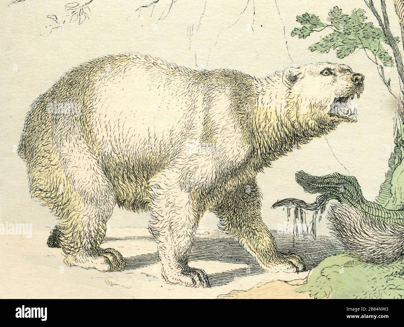 polar bear Ursus maritimus,  (biology book, 1866) Stock Photo