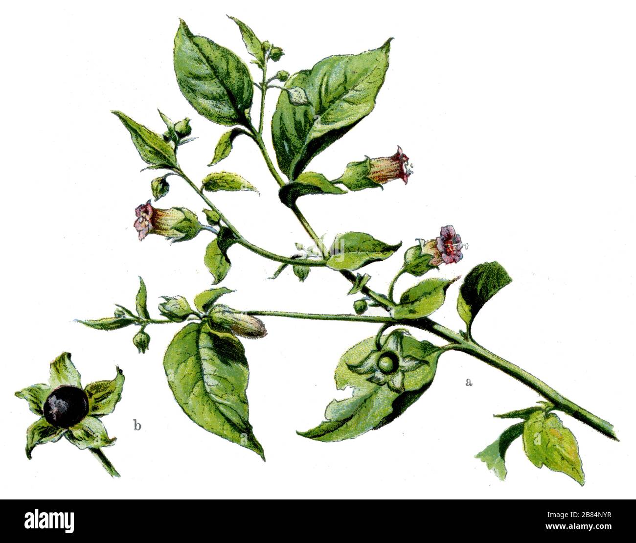 belladonna Atropa belladonna,  (botany book, 1909) Stock Photo