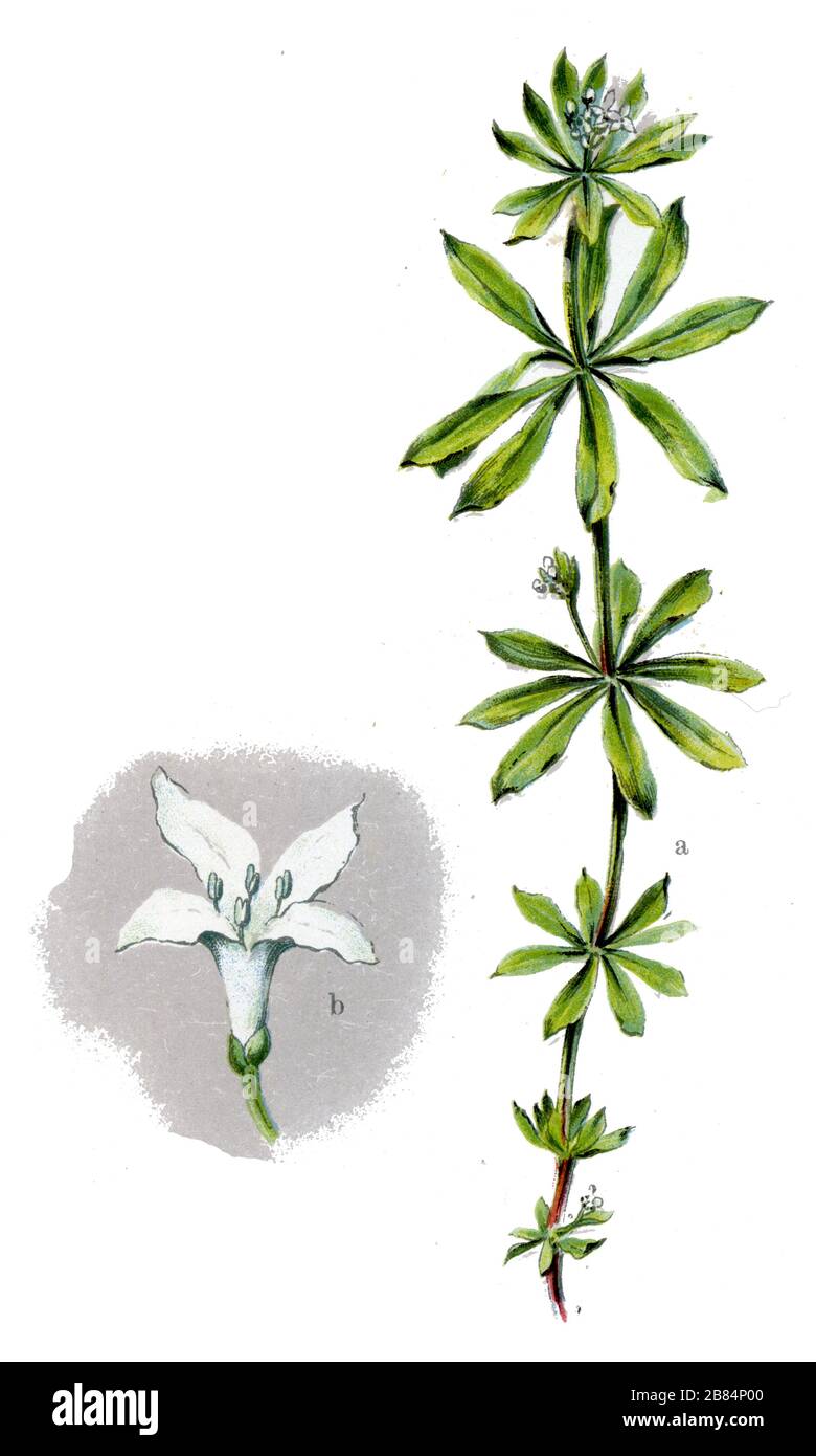 sweetscented bedstraw Galium odoratum,  (botany book, 1909) Stock Photo