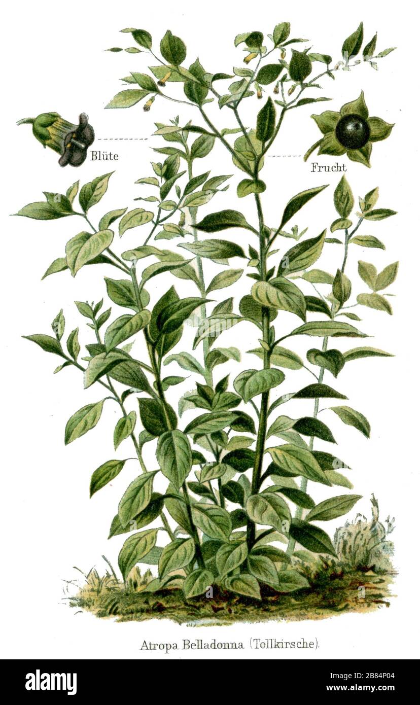 belladonna Atropa belladonna,  (encyclopedia, ca. 1910) Stock Photo