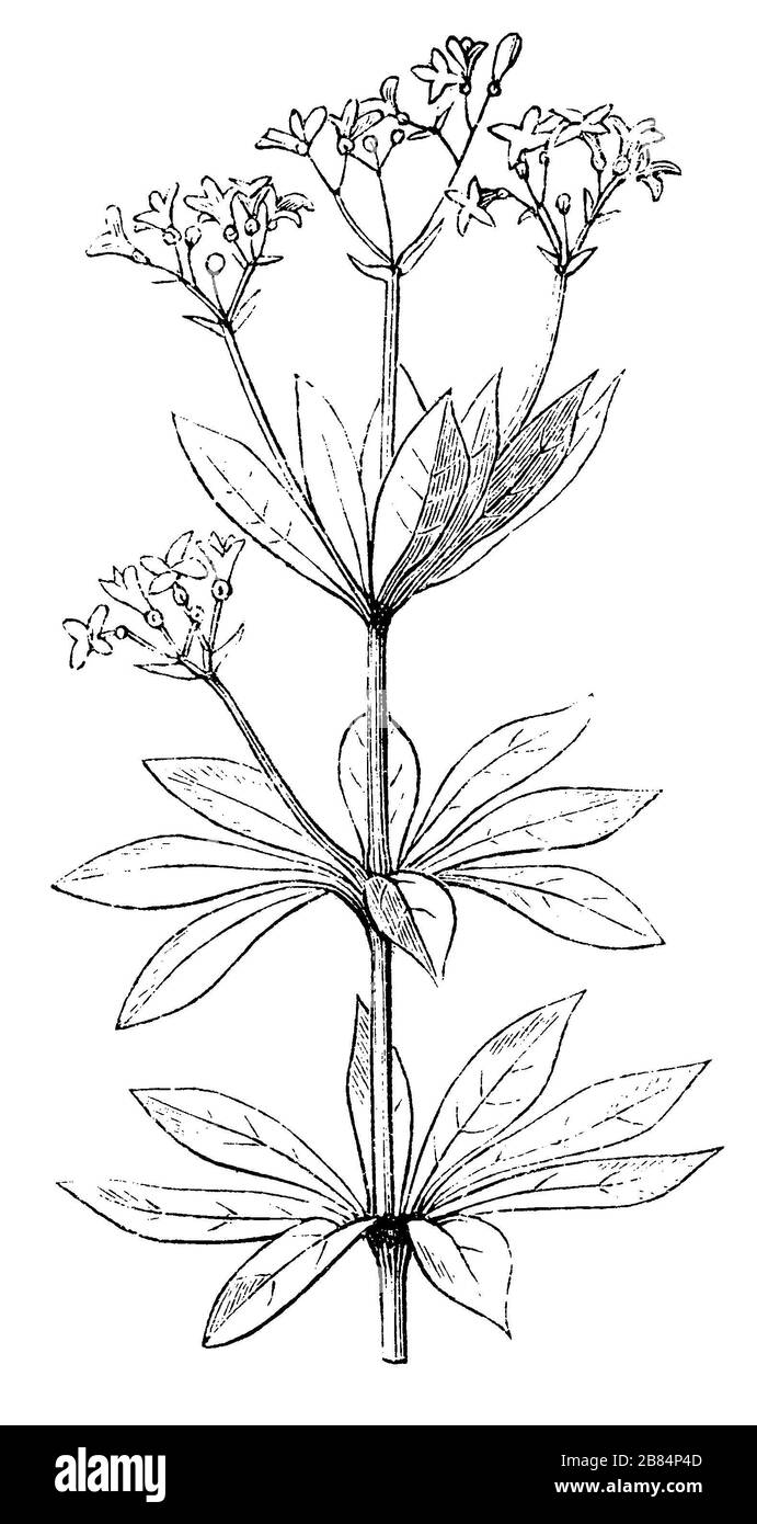 sweetscented bedstraw, Galium odoratum,  (encyclopedia, 1893) Stock Photo